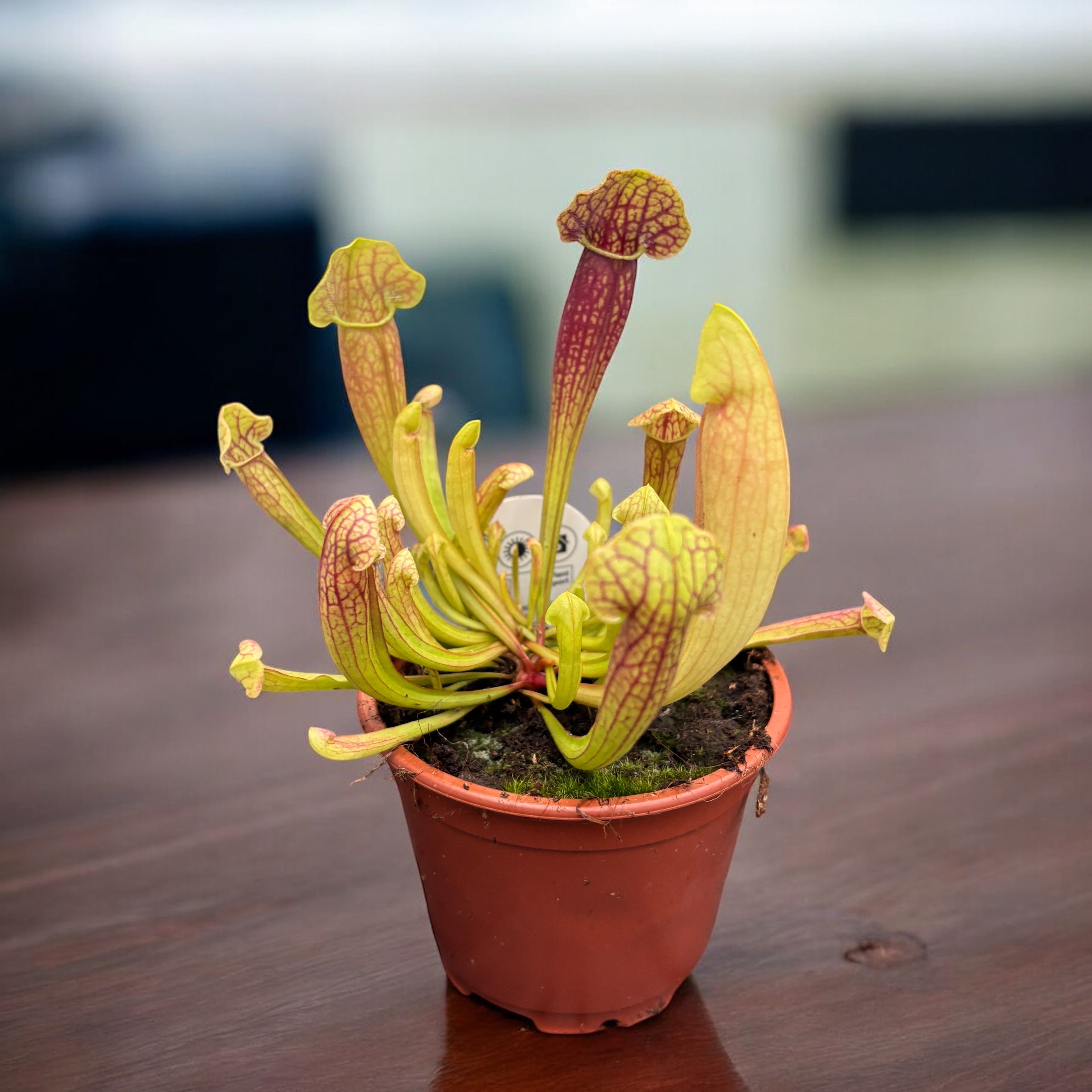 Sarracenia mix - Planta Ulcior