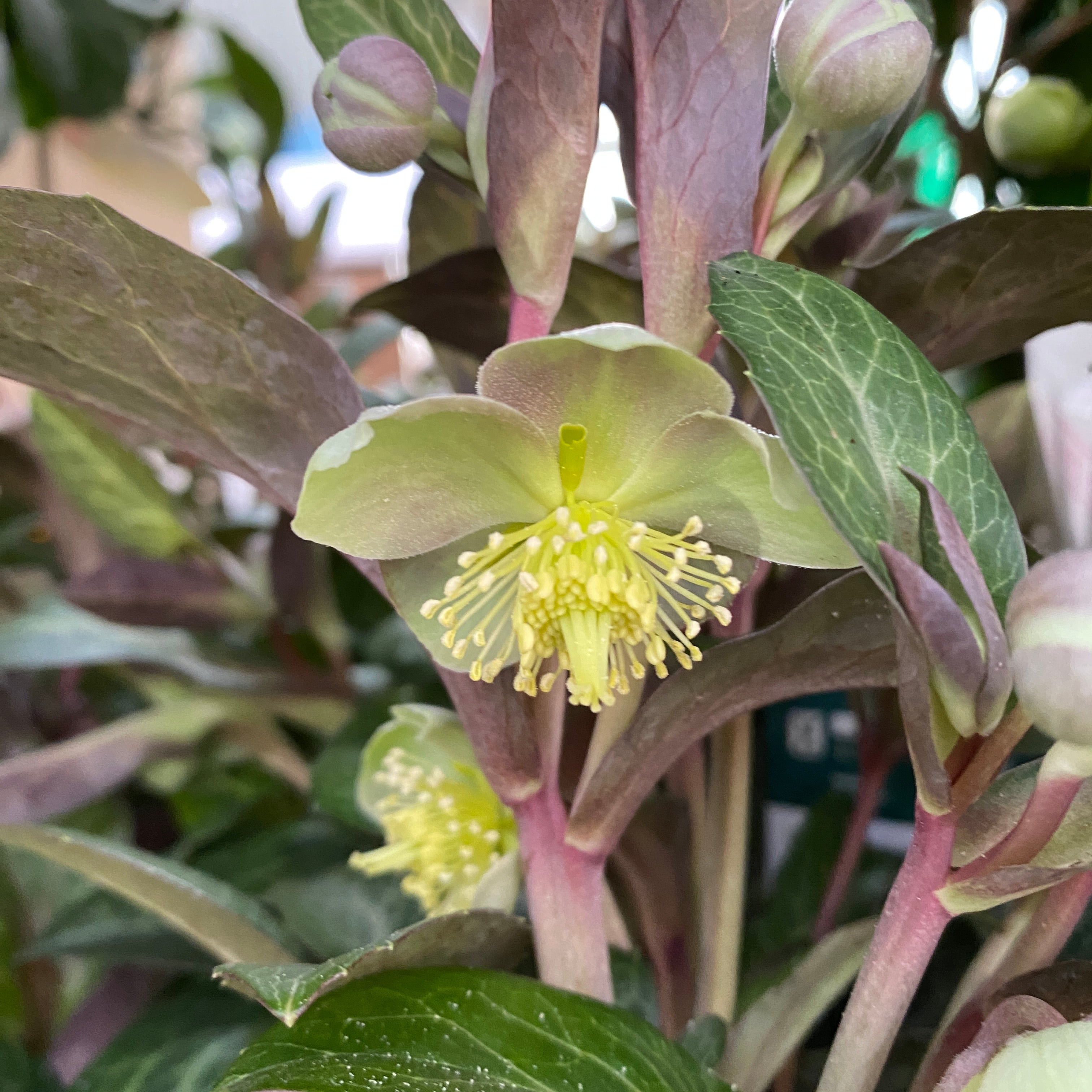 Helleborus ‘Purple Price’ - Trandafirul Craciunului, Spanz