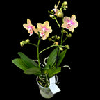 Phalaenopsis Younghome Lucky Star (Cousteau) voňavá