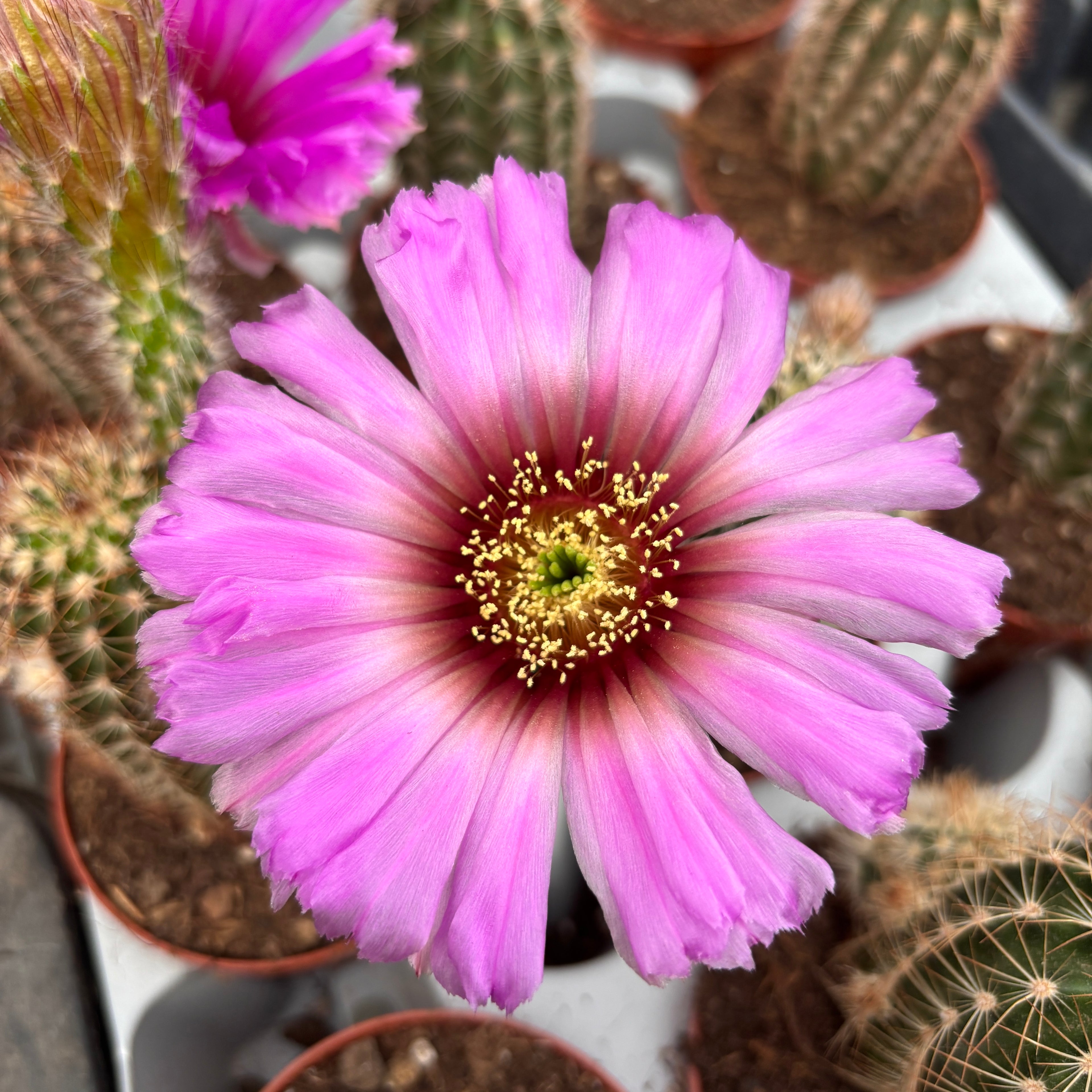 Echinocereus reichenbachii - cactus rezistent cu inflorire spectaculoasa