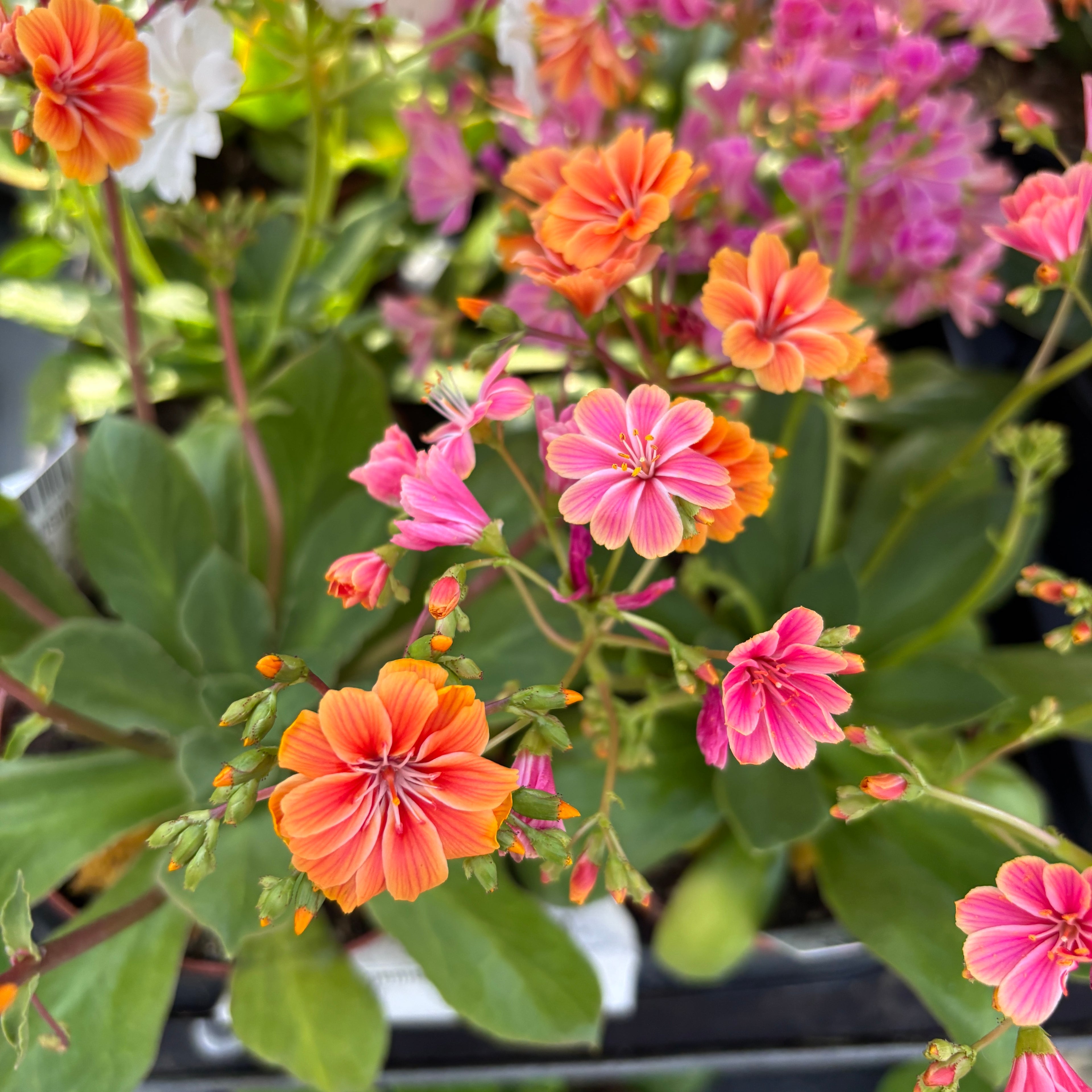 Lewisia cotyledon 'Elise'