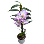 Dendrobium Millionaire ‘Fine Dream’ - profumato