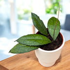 Hoya clemensiorum (Dark Leaf)