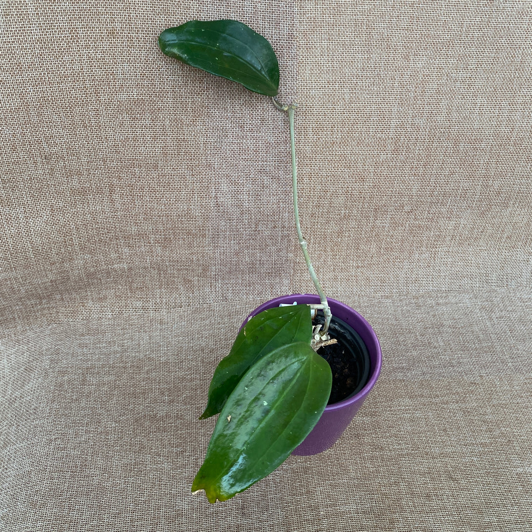 Hoya rigida – Floraria Secret Garden (SG)