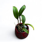 Cattleya Jungle Eyes - parfumata