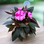 Impatiens New Guinea 'ColPow Lavender Flame' with large lavender-pink flowers and glossy dark green leaves in a pot.