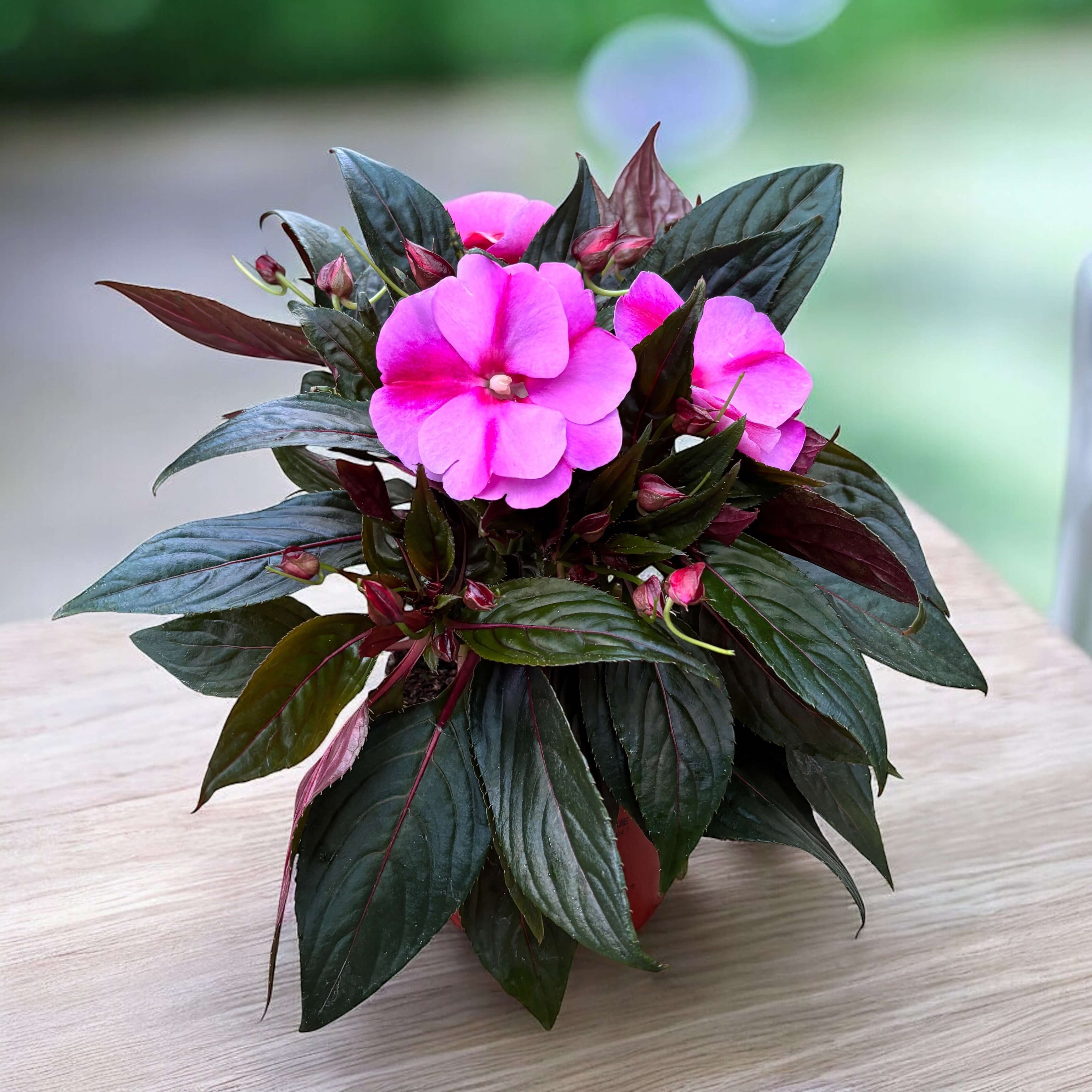 Impatiens New Guinea 'ColPow Lavender Flame' with large lavender-pink flowers and glossy dark green leaves in a pot.