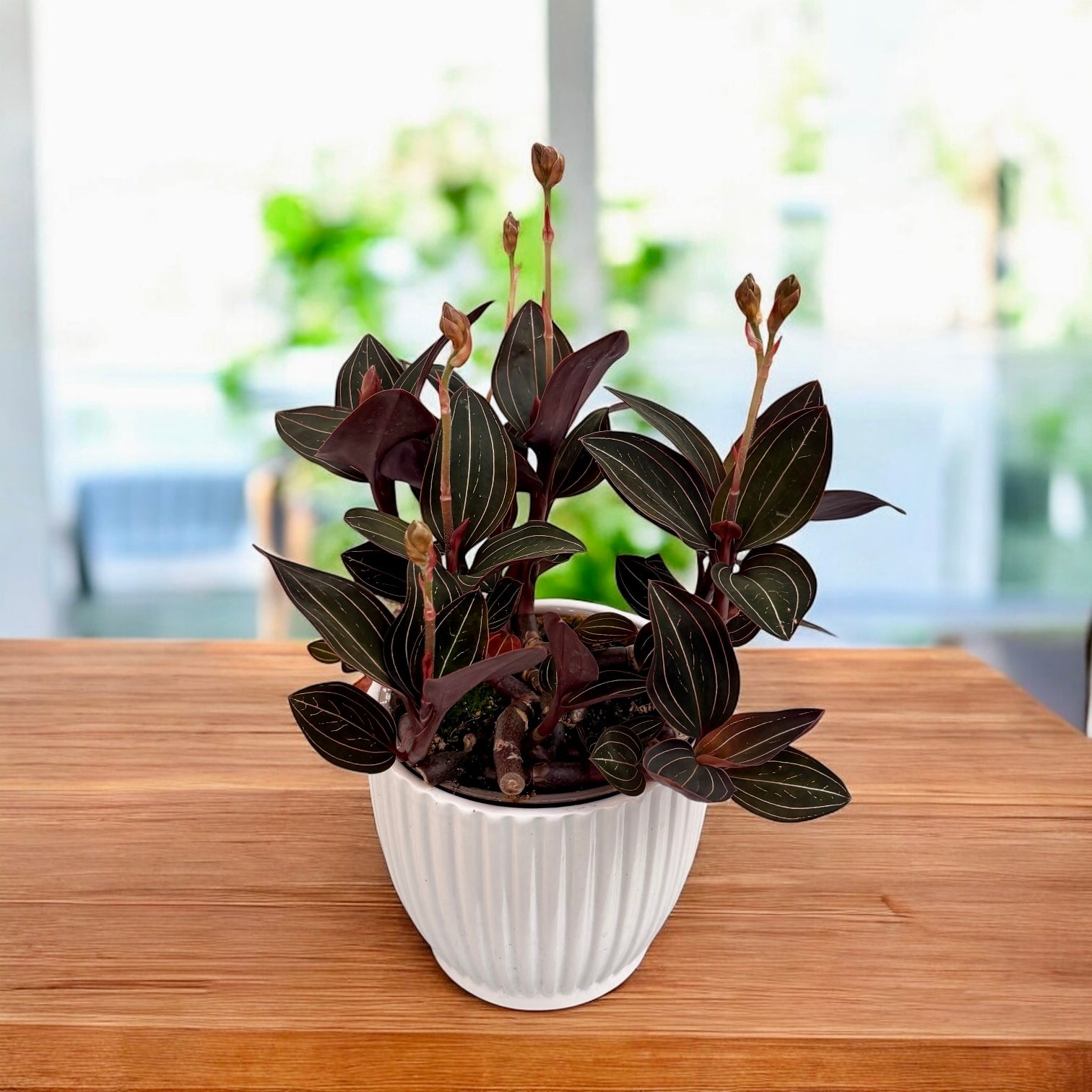 Ludisia discolor (orhideea bijuterie)