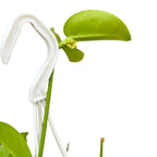 Hoya australis 'Kapoho' (Hawaii)