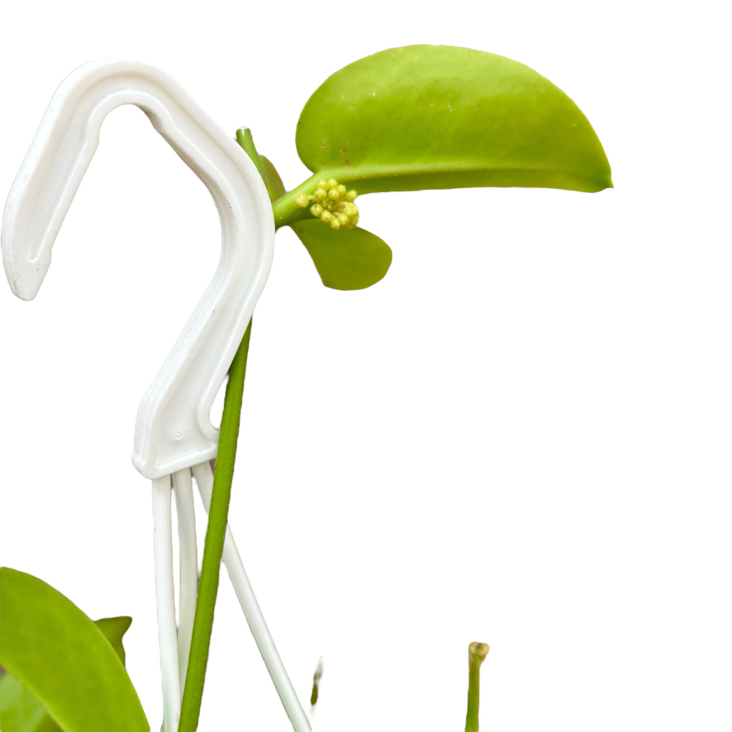 Hoya australis 'Kapoho' (Hawaii)