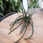 Disocactus × mallisonii (Rat's Tail Cactus) -  cactus cu tulpini curgatoare si inflorire spectaculoasa