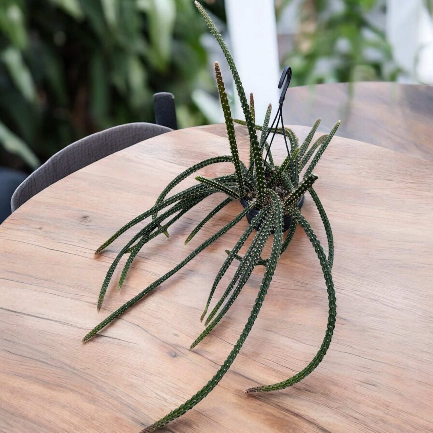 Disocactus × mallisonii (Rat's Tail Cactus) -  cactus cu tulpini curgatoare si inflorire spectaculoasa