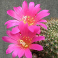 Rebutia violaceflora