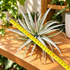 Tillandsia harrisii XL - Plante aérienne argentée