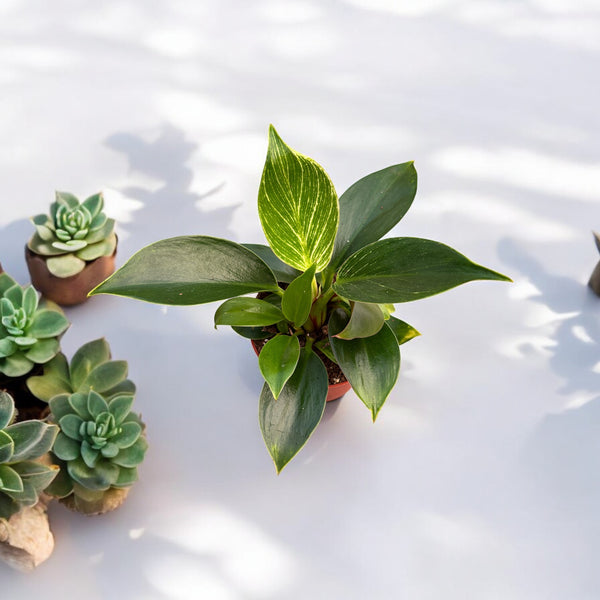 Philodendron Birkin (White Wave) *babyplant