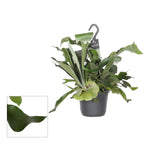 Platycerium bifurcatum (Szarvasagancs páfrány)