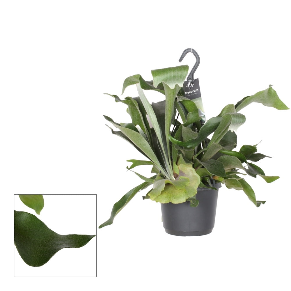 Platycerium bifurcatum (Feriga 'Corn de Cerb')