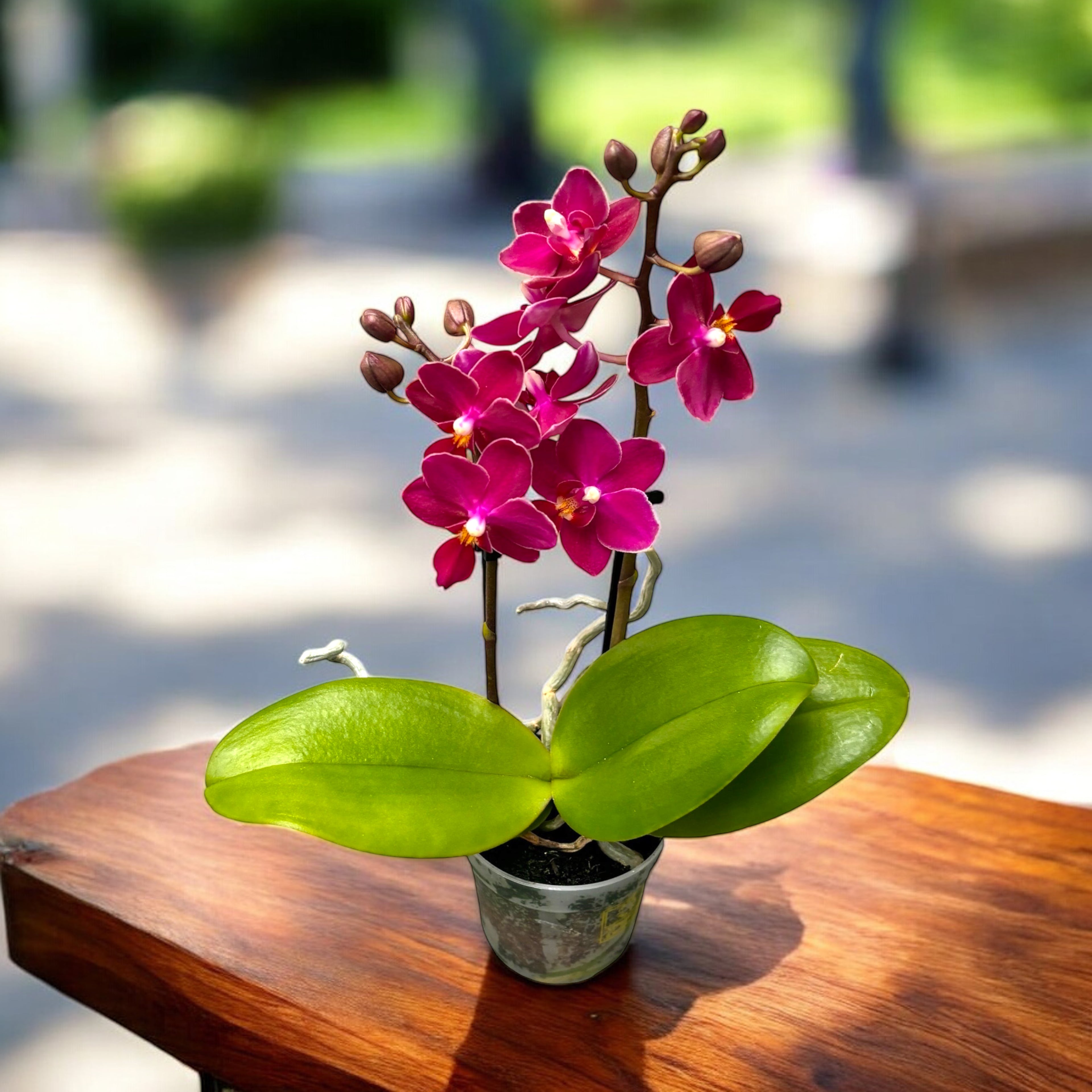 Phalaenopsis Aromio Fruity (Sogo Perfume) - flori intens parfumate