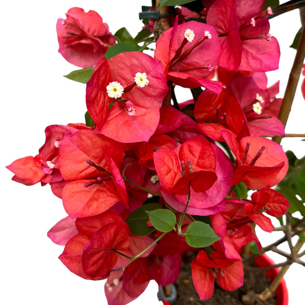 Bougainvillea 'Dania Red' (rosu-ciclam) - Floarea de hartie D17