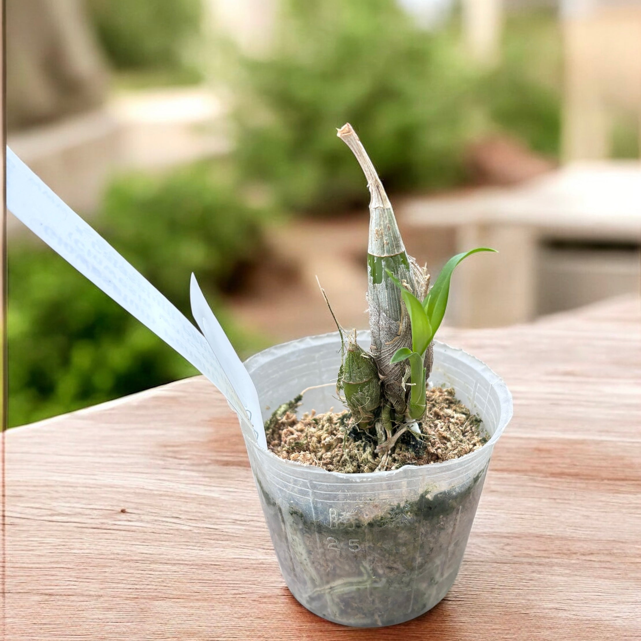 Clowesetum Penang Waltz (Clowesia warczewitzii × Catasetum Penang)