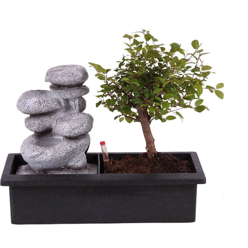 Bonsai