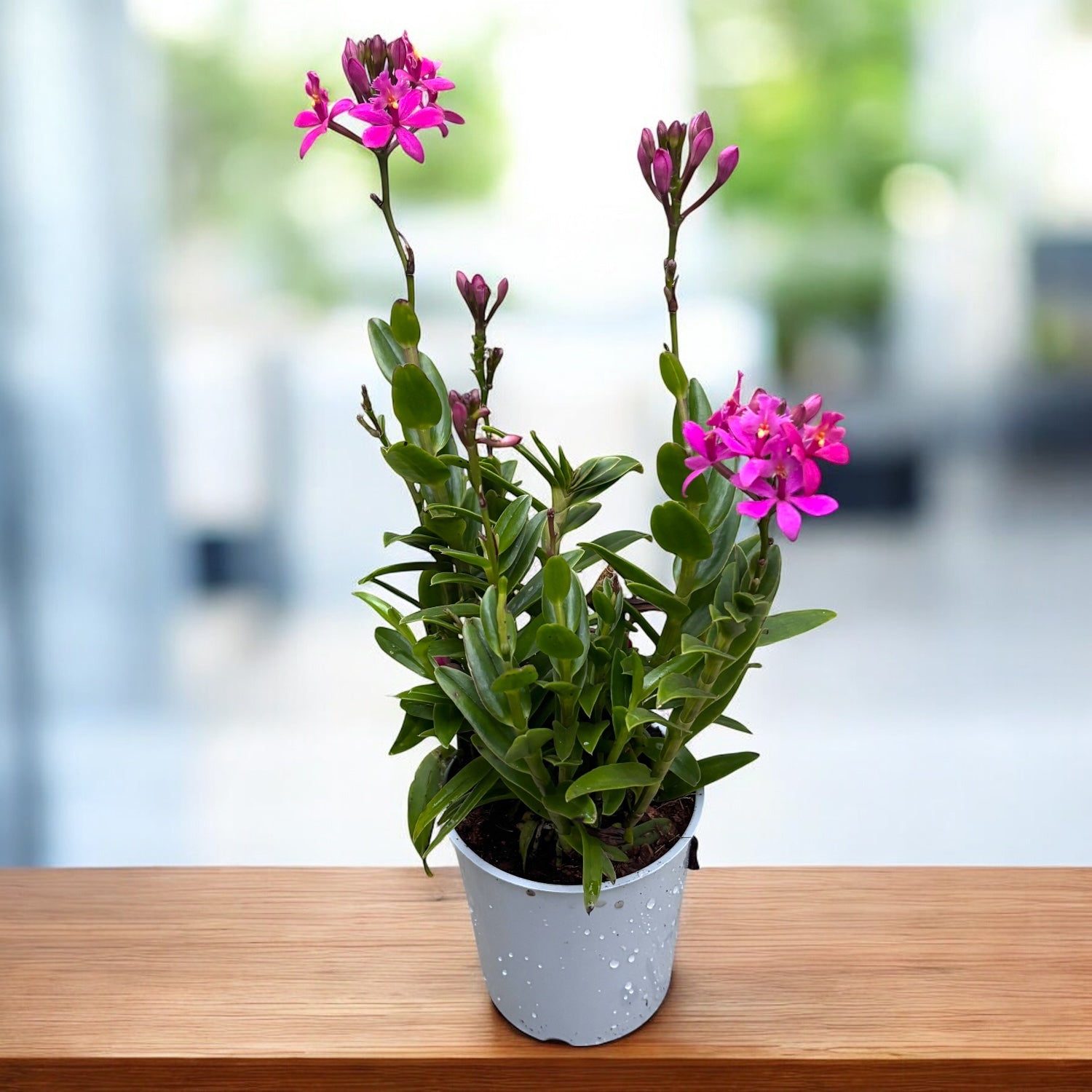 Epidendrum radicans 'Dark Purple' - rozwinięte okazy