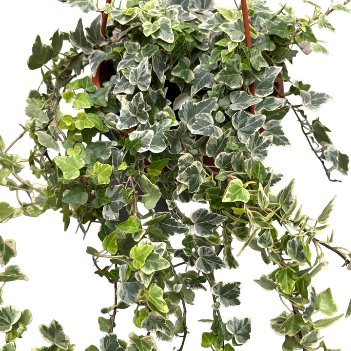 Hedera helix 'White Wonder'