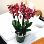 Phalaenopsis Alice - pachnąca i peloryczna