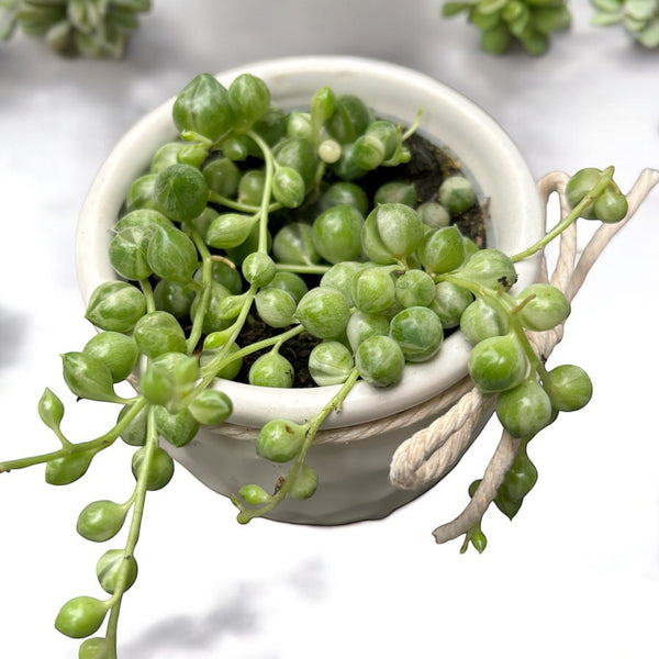 Senecio rowleyanus Variegata - babyplant