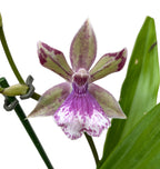 Zygonisia Rhein 'Baby Blue' * fragrant