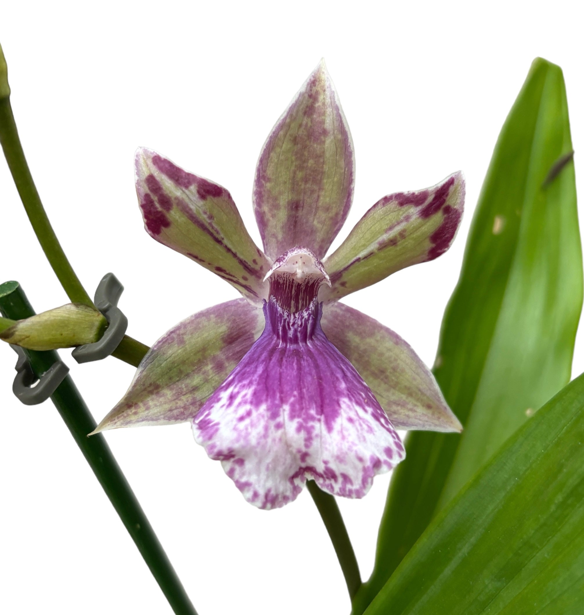 Zygonisia Rhein 'Baby Blue' * duftend