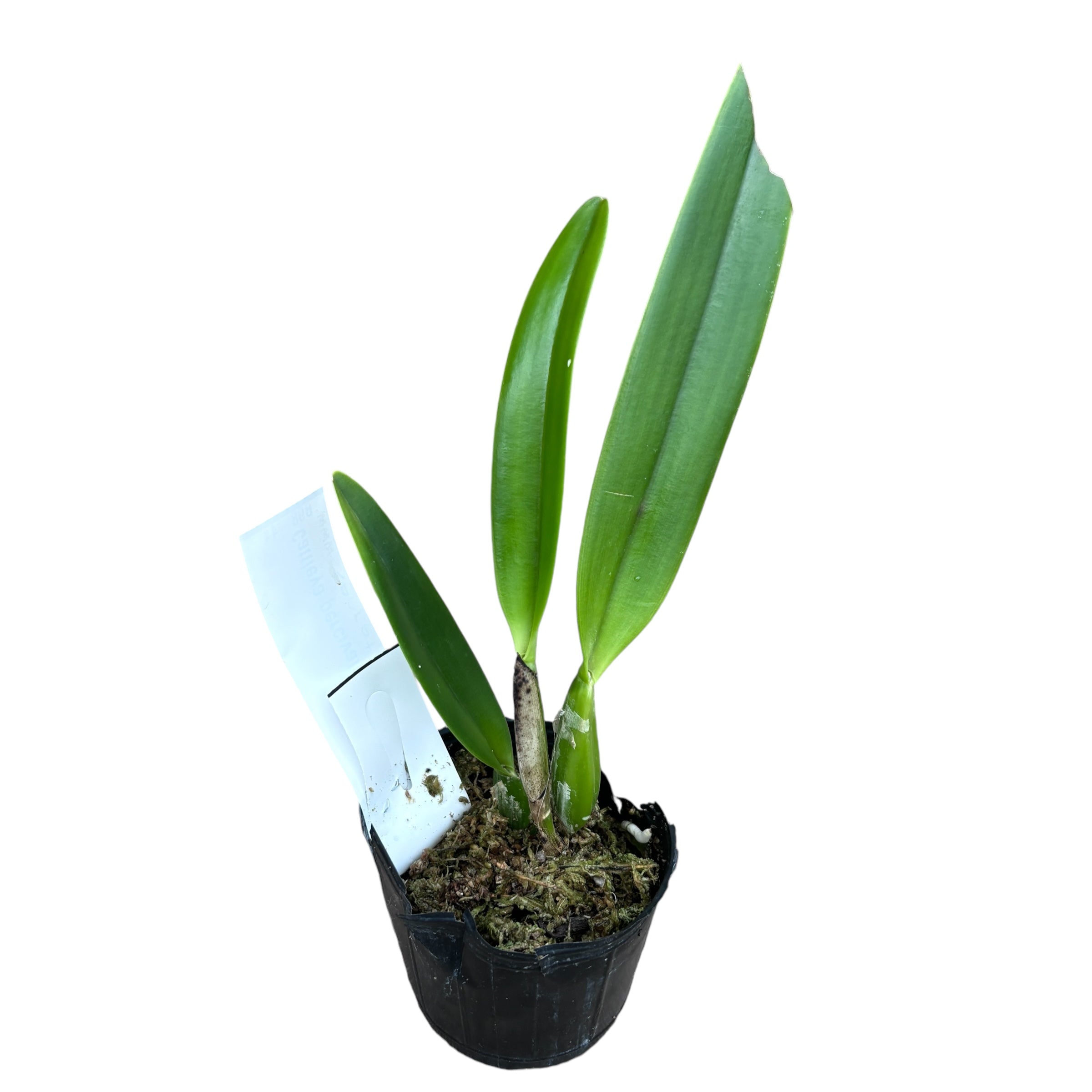 Cattleya percivaliana parfumée