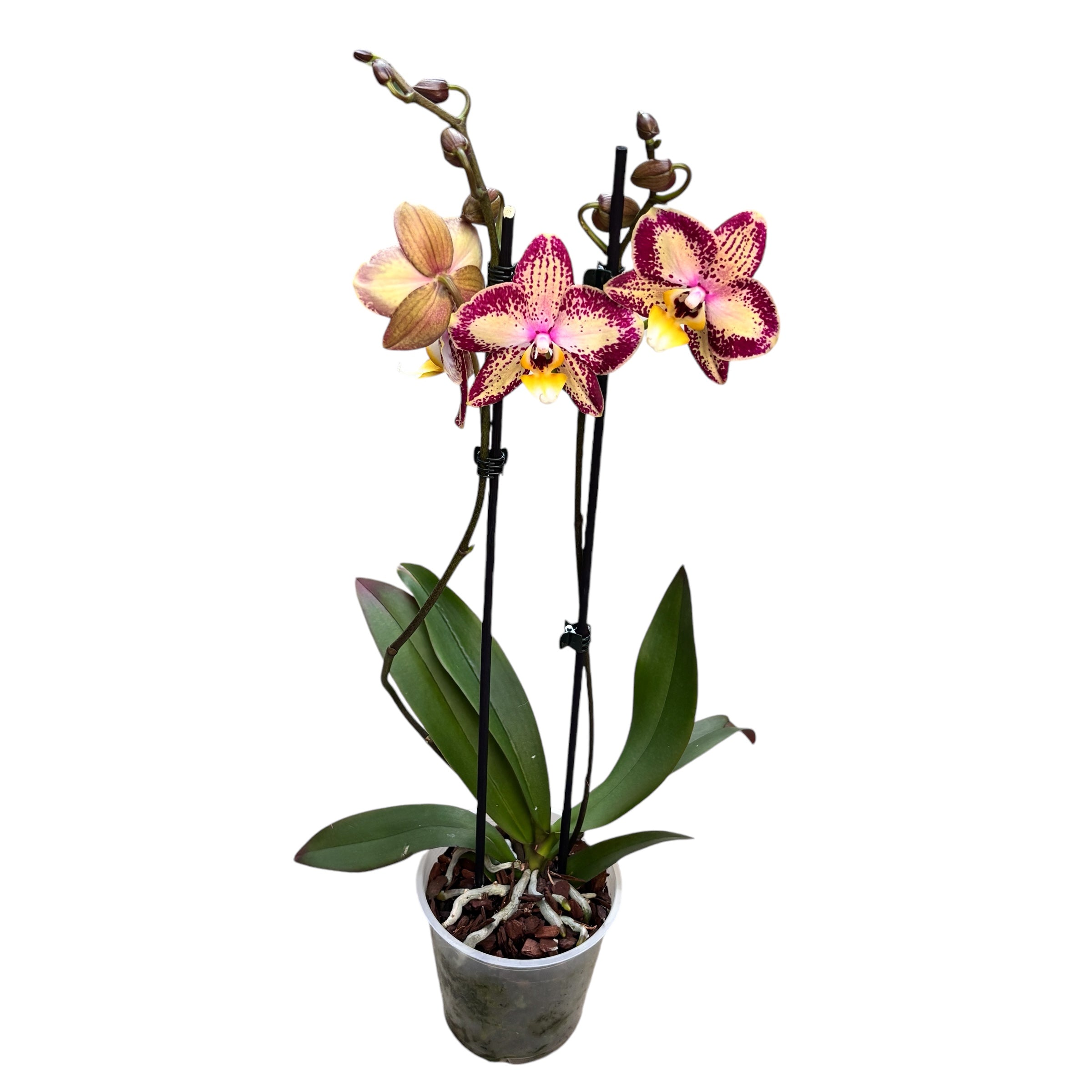 Phalaenopsis Long Pride Charlotte