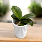 Phalaenopsis Miki Chica Encantadora