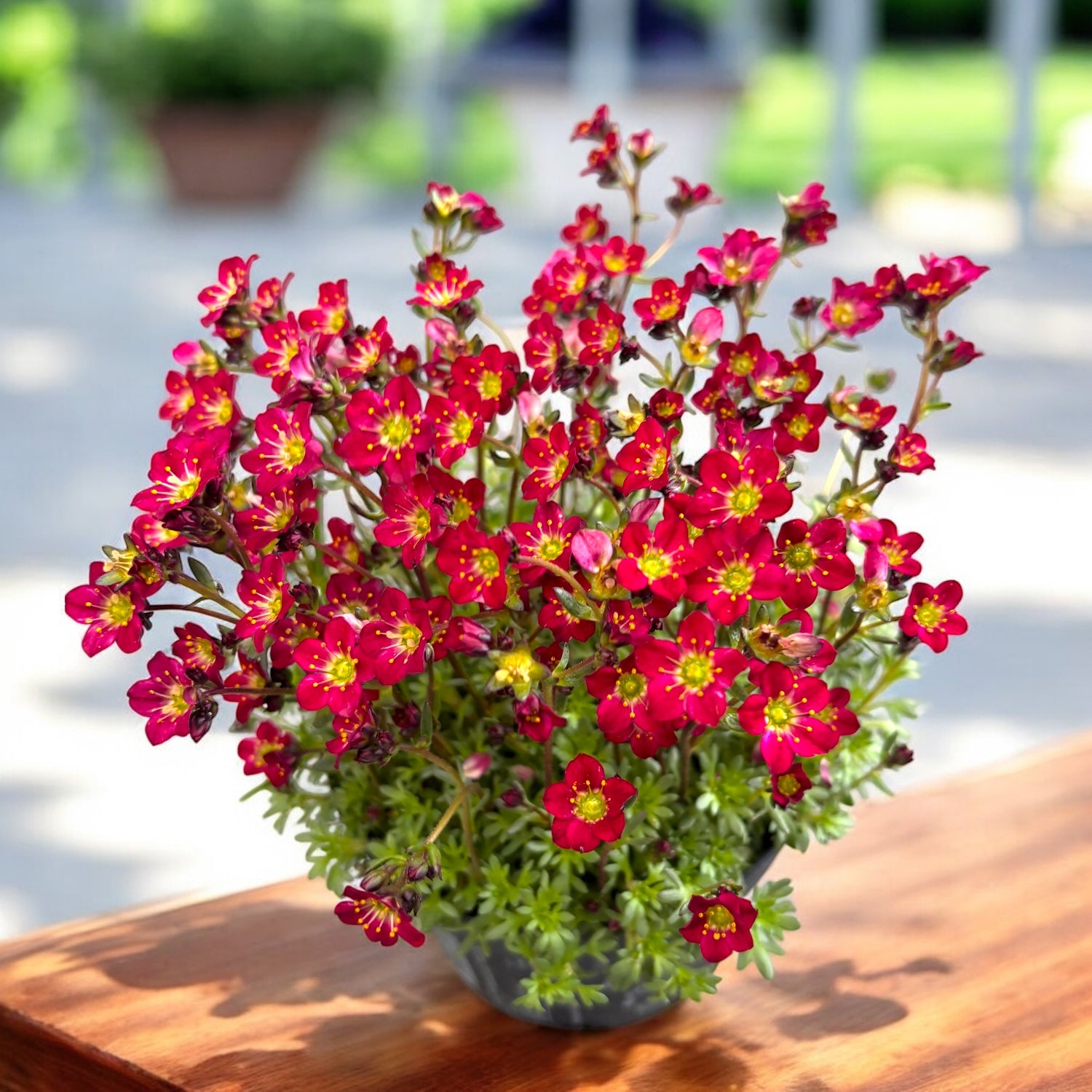 Saxifraga x arendsii Touran™ Red