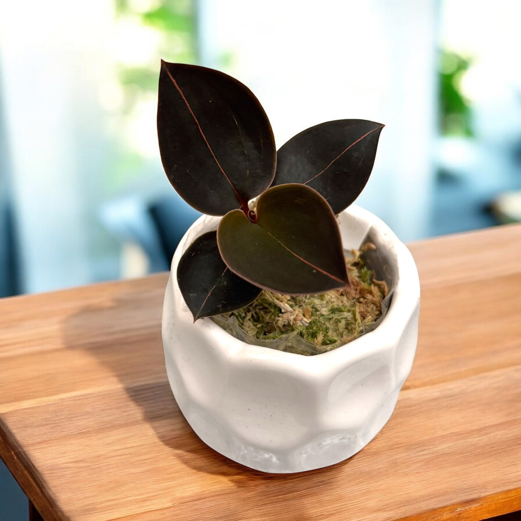 Ludisia discolor var. nigrescens