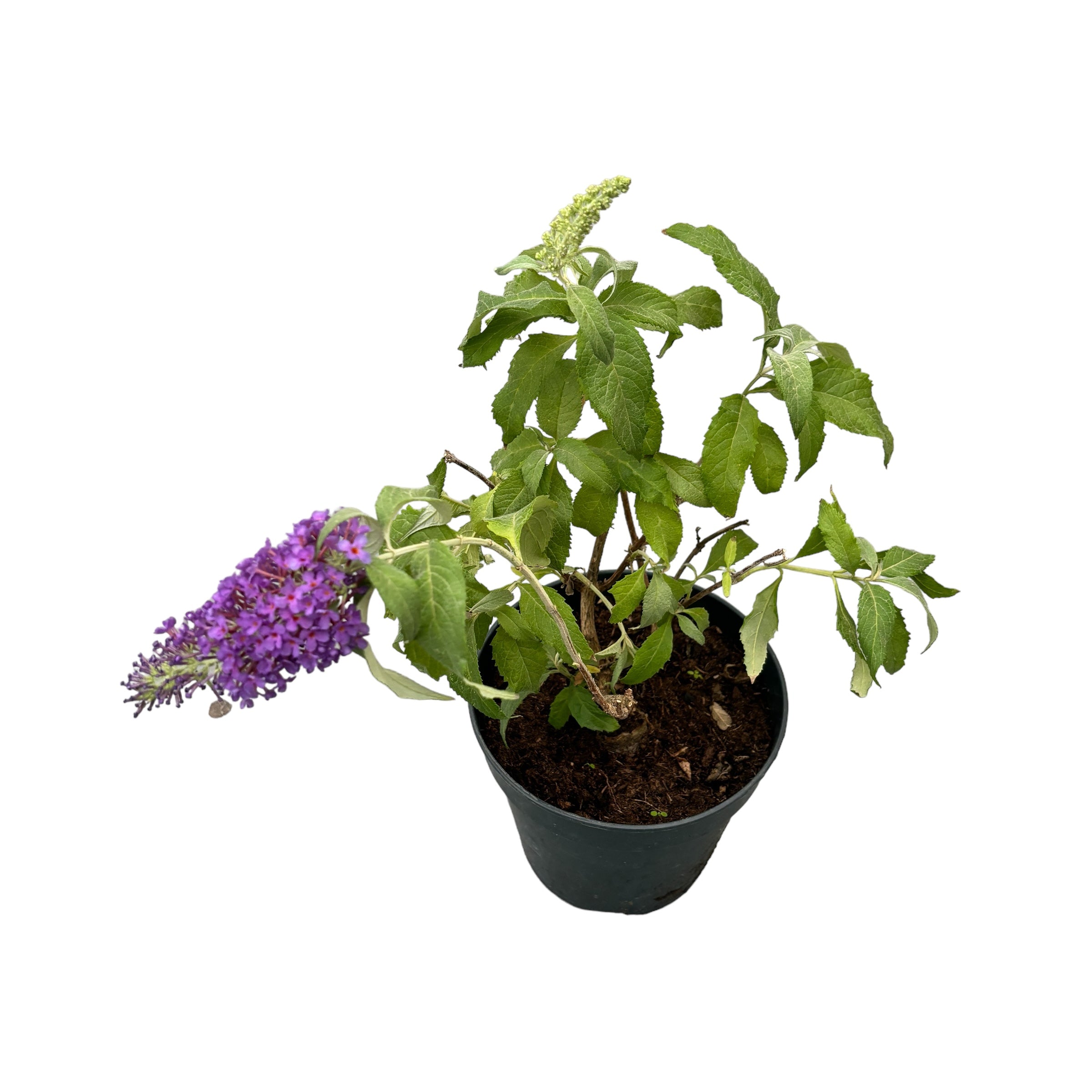 Liliac de vara mix - Buddleja 'Summer Blue'