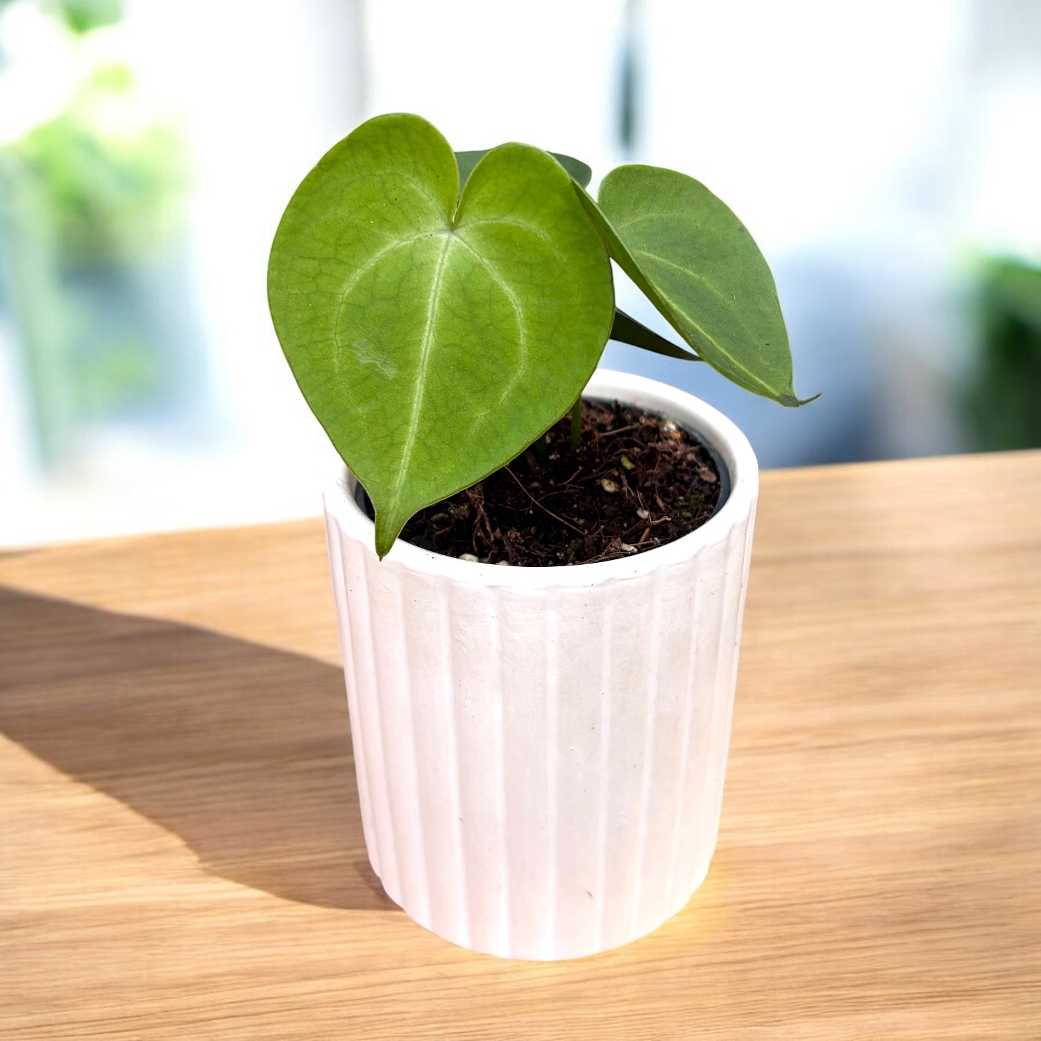 Anthurium clarinervium (babyplant) – bijuterie botanica