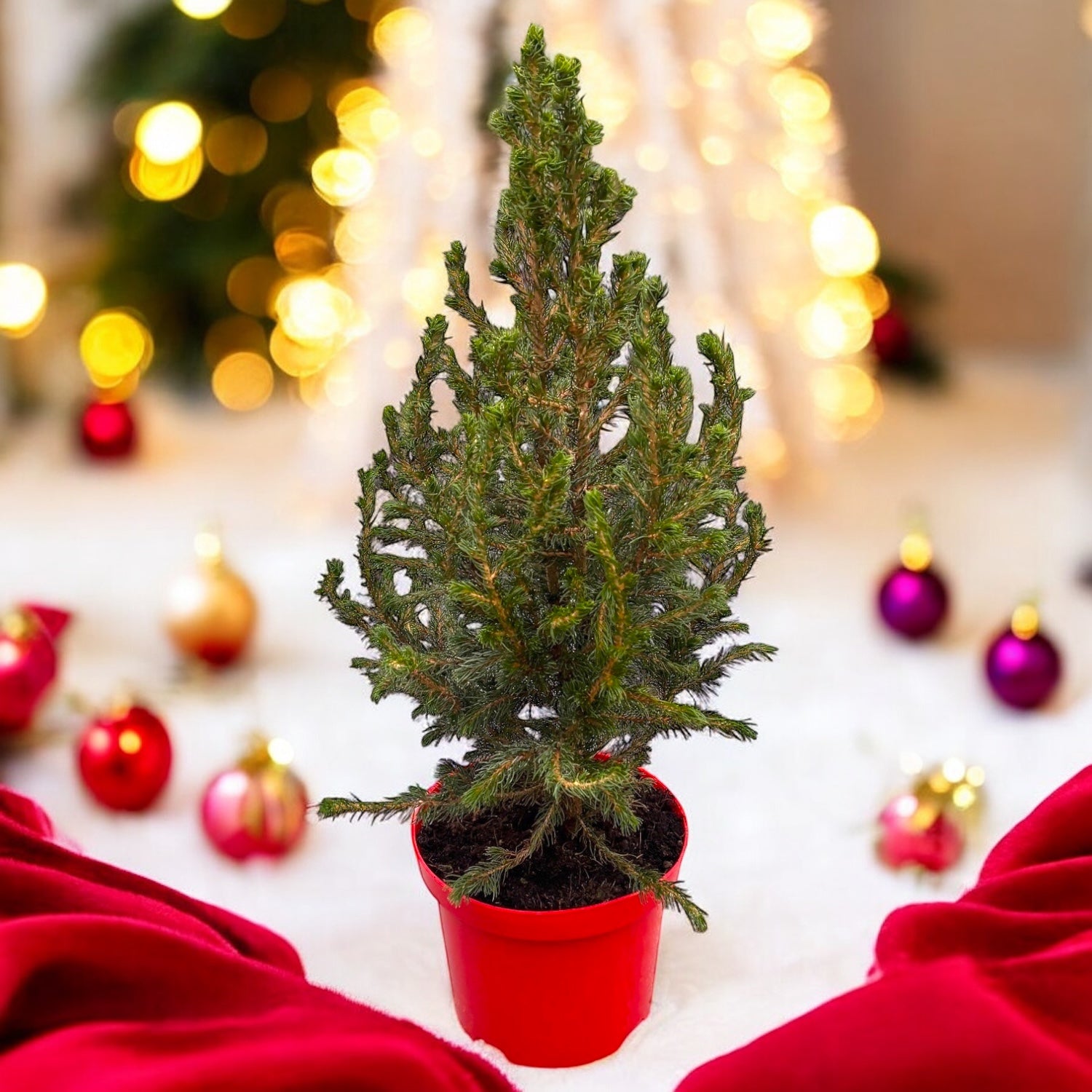 Picea 'Magical Christmas' - Magia sarbatorilor intr-un bradut viu