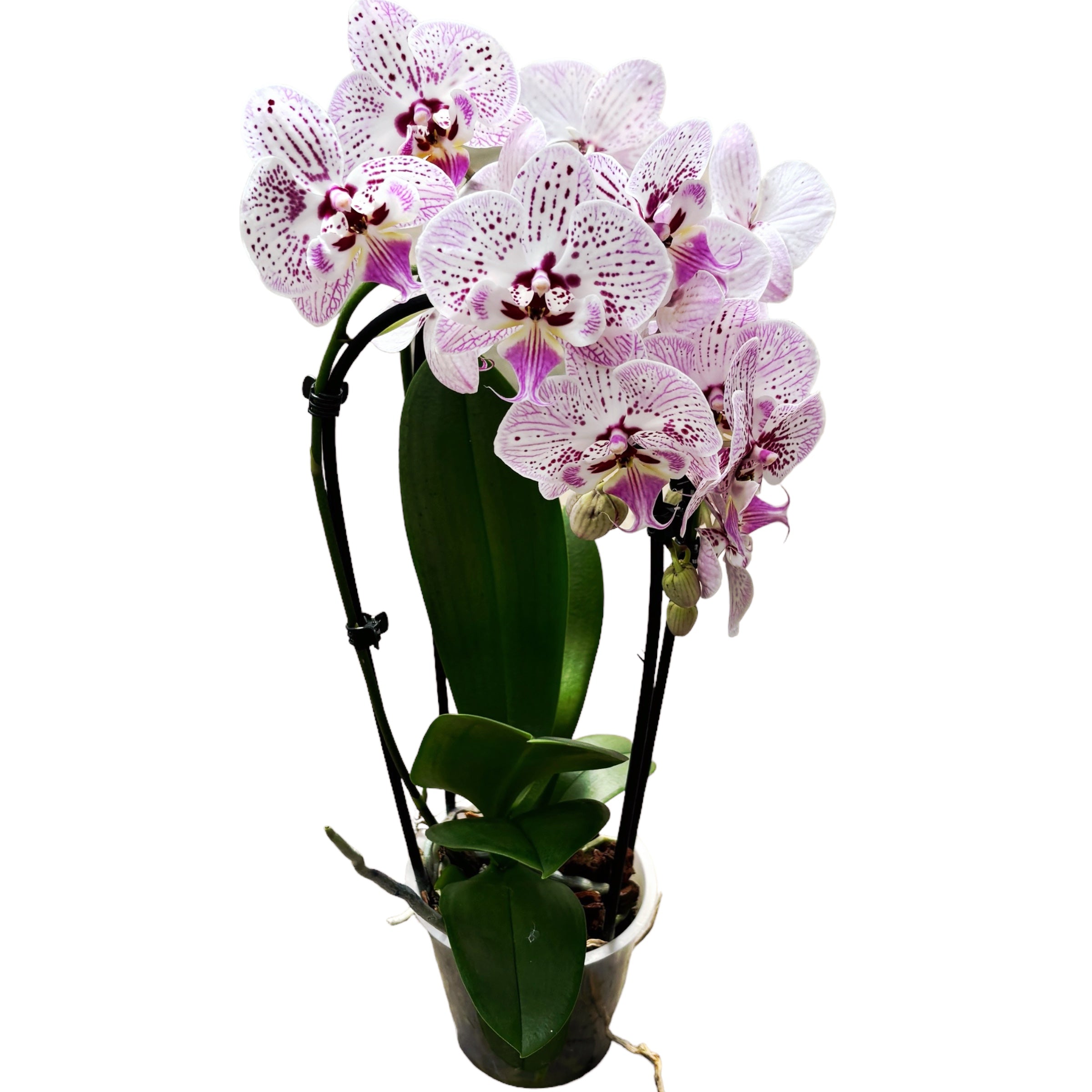 Phalaenopsis Expressions Nagy Ajkú