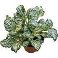 Fittonia White Tiger, planta mozaic