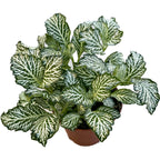 Fittonia White Tiger, planta mozaic