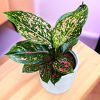 Aglaonema 'Pink Leopard'