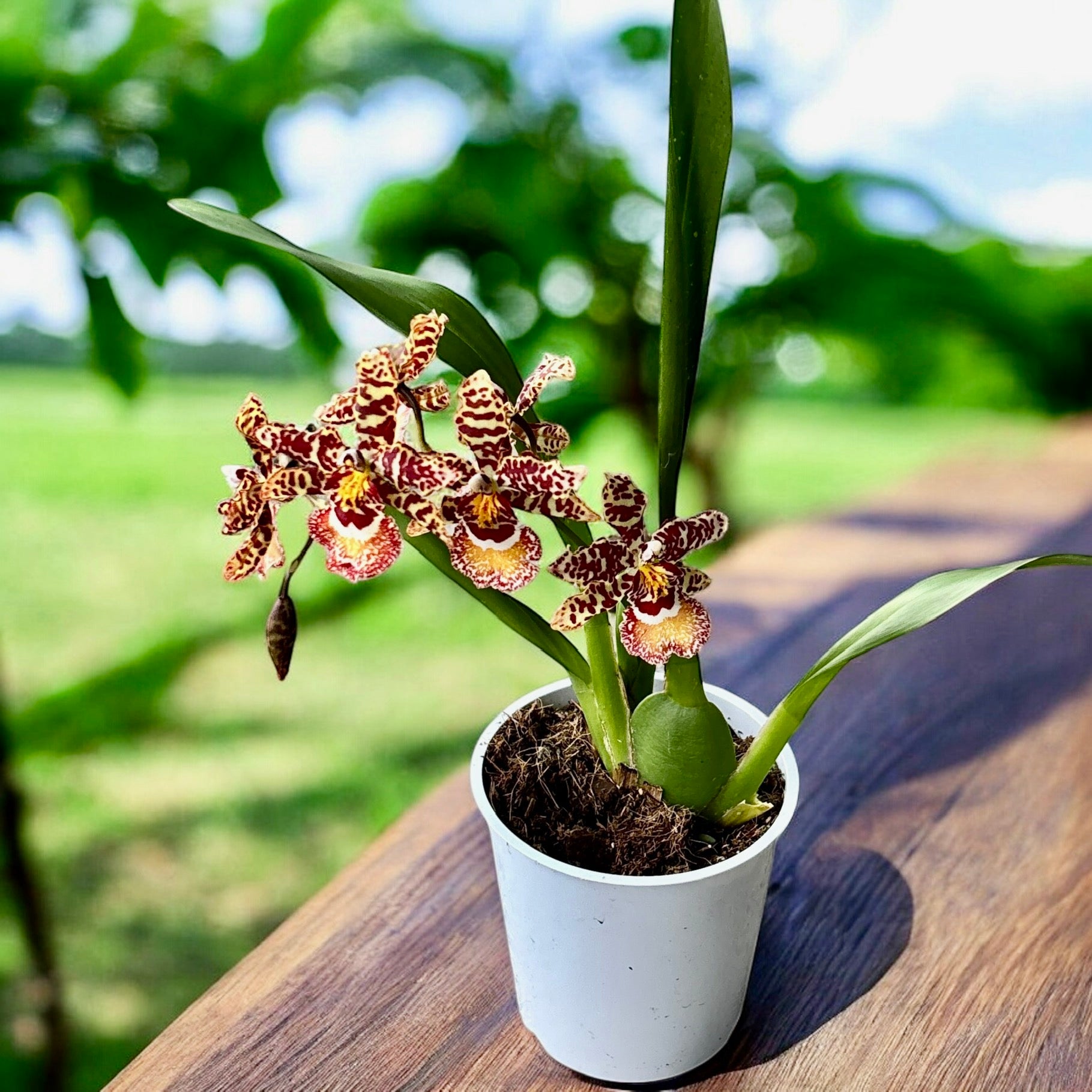 Hybride d'Odontocidium #01