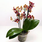 Phalaenopsis Sunrise Red Peoker (Esmee) - flori pelorice
