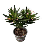 Leandru-sekoitus - Nerium Olander