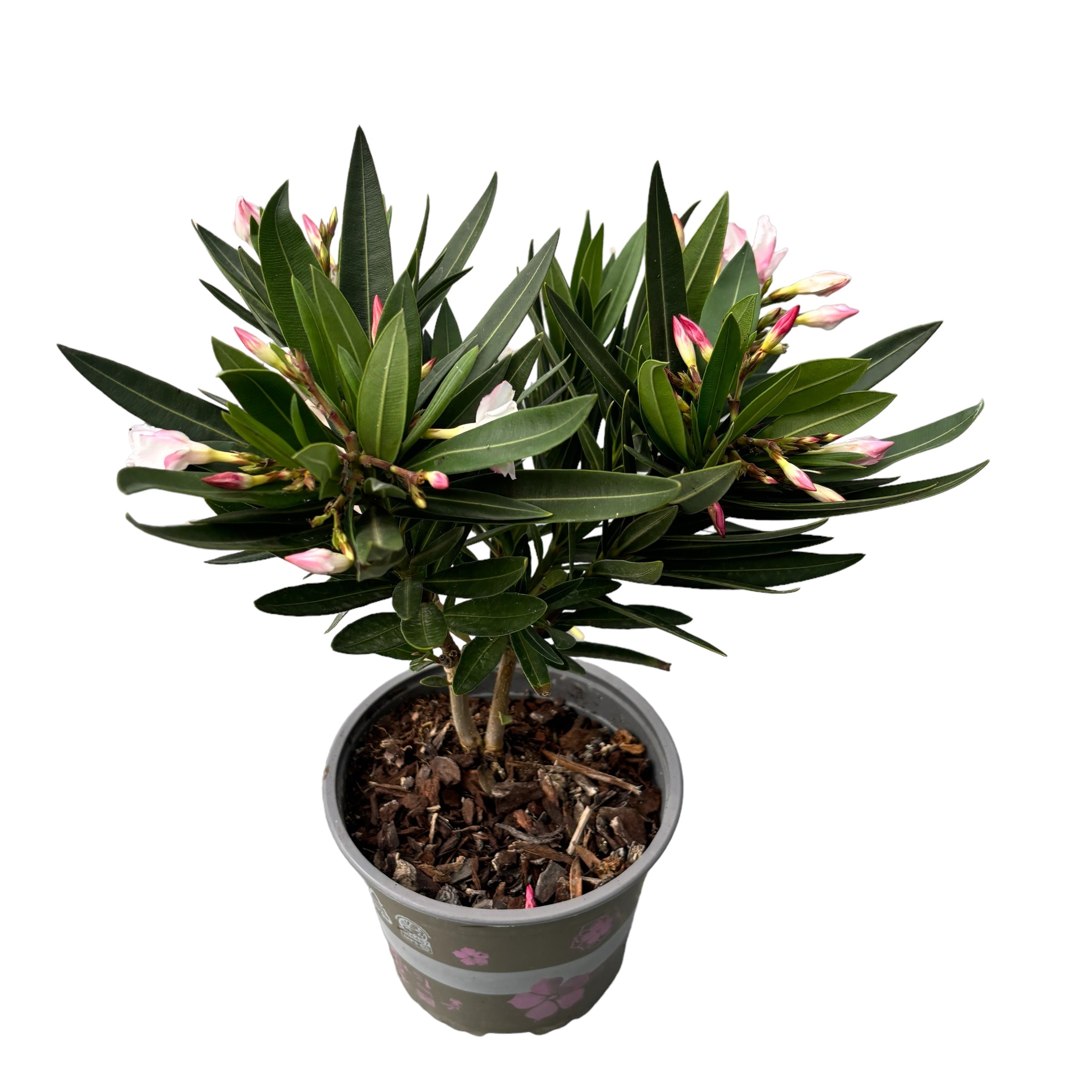 Leandru mix - Nerium Olander