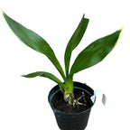 Grammatophyllum scriptum var. citrinum (variegata)