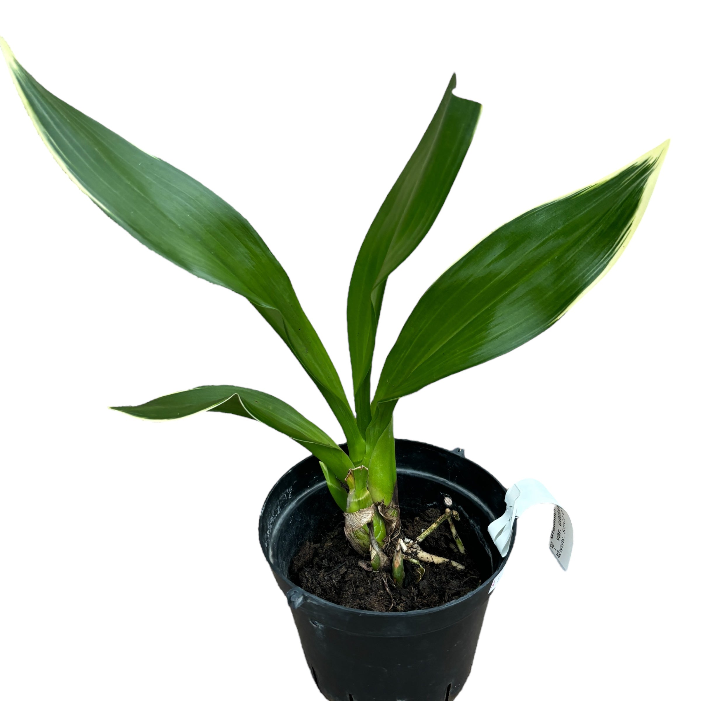 Grammatophyllum scriptum var. citrinum (variegata)