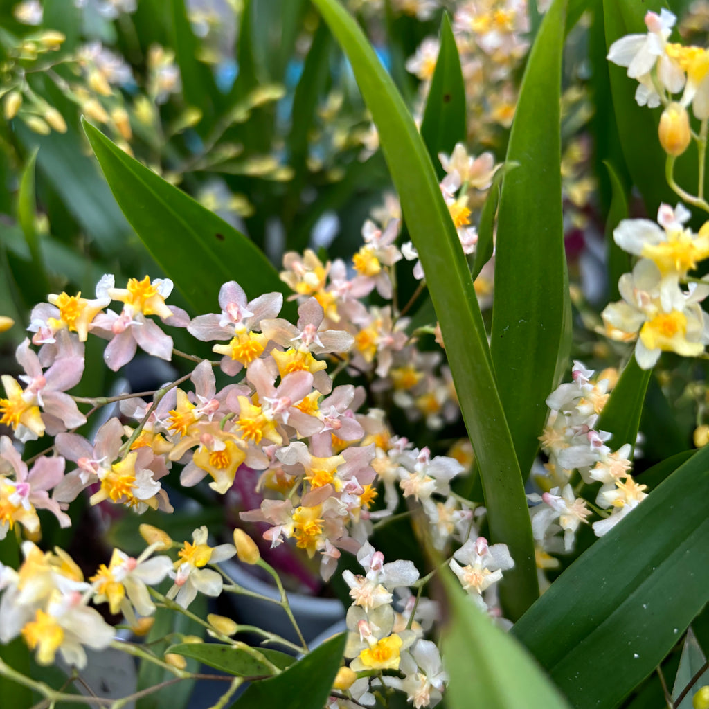 Oncidium Twinkle Pearl (flori intens parfumate) D12